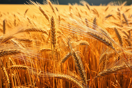 小麦成熟的麦田图片