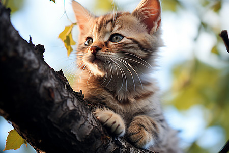 小猫咪坐在树枝上图片