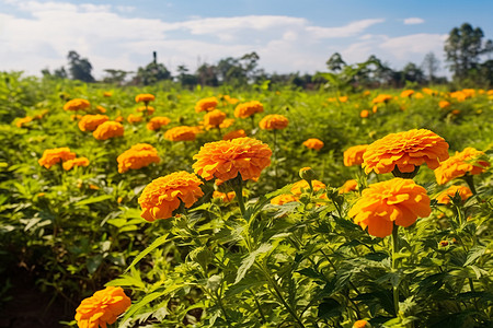 夏日鲜花盛开图片