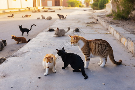 道路上的流浪猫高清图片