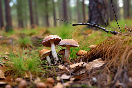 森林中的一丛蘑菇图片