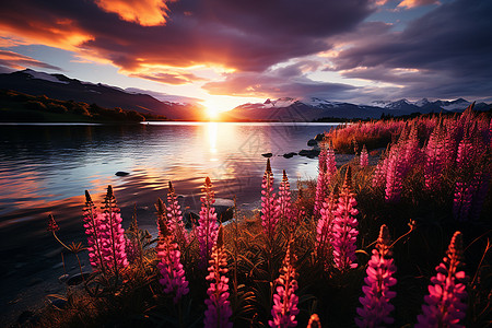 晨曦湖畔的紫花与湖面图片