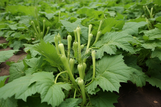 田地里的新鲜蔬菜图片