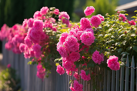 花圃里的粉色花果高清图片