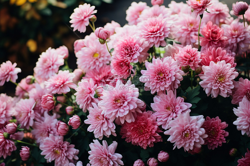 绽放的的粉红色菊花图片