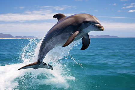 欢快跳跃海面的海豚图片
