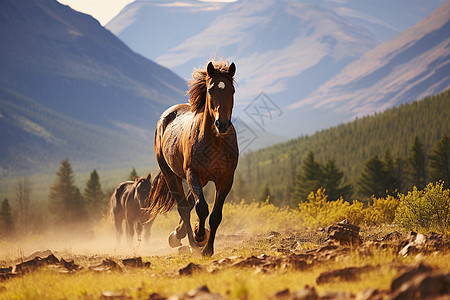 奔跑在草原上的马匹图片