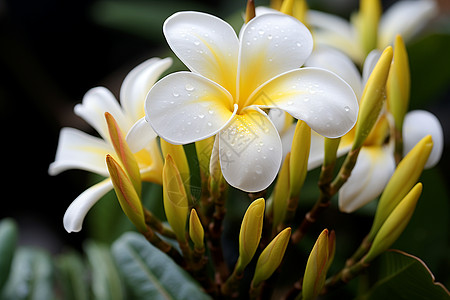 夏季热带绽放的鸡蛋花背景图片