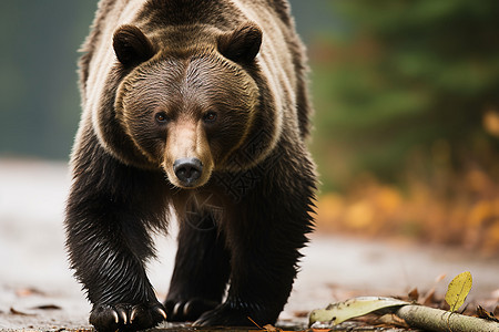 凶猛的棕熊动物图片
