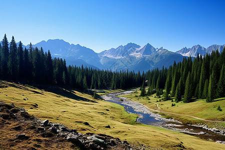 夏季山谷森林的美丽景观图片