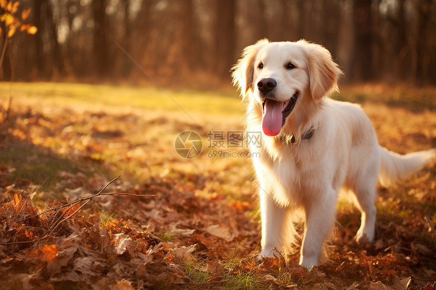 乖巧懂事的金毛犬图片