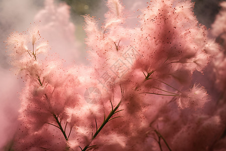 花园中绽放的美丽木槿花高清图片