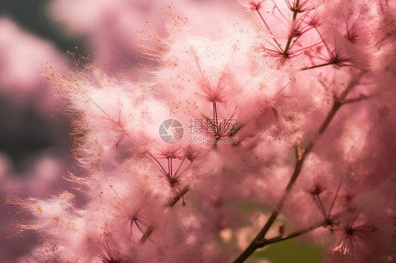 春季花园中绽放的美丽木槿花图片