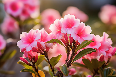 夏季花园中绽放的美丽杜鹃花图片