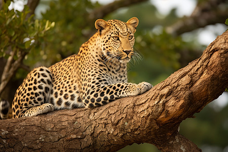 森林中一只豹子坐在树枝上高清图片