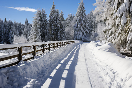 冰雪覆盖的树篱路图片