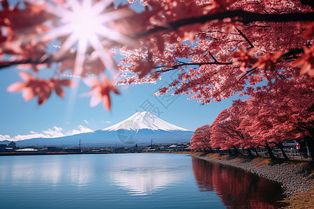 富士山下的樱花树图片