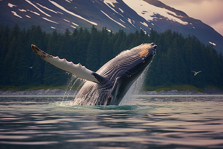 巨大的座头鲸跃出水面图片
