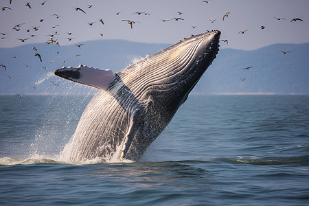鲸鱼跃出水面飞鸟围绕图片