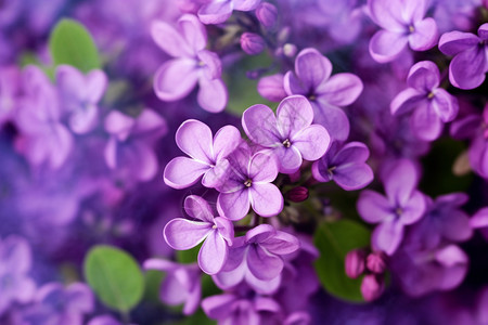 绽放的紫色花图片