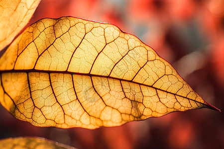 黄色秋天的落叶图片