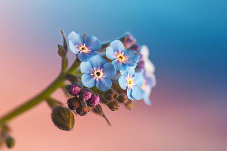 夏日枝头的小花图片