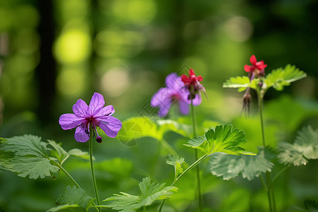 森林中鲜艳的花朵图片