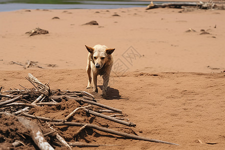 沙滩上的流浪狗图片