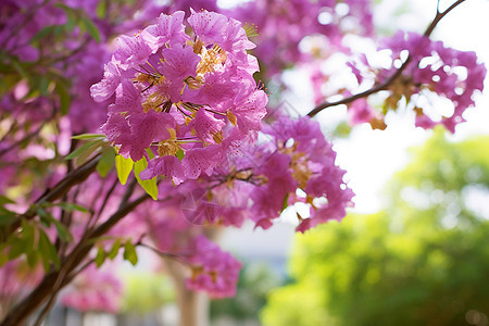 开紫花的灌木图片