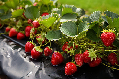 草莓田里成熟的草莓图片