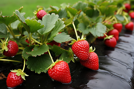 甜蜜的草莓园高清图片