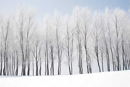 冬季白雪覆盖的树林景观图片