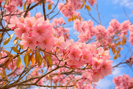 花园里盛开的鲜花图片