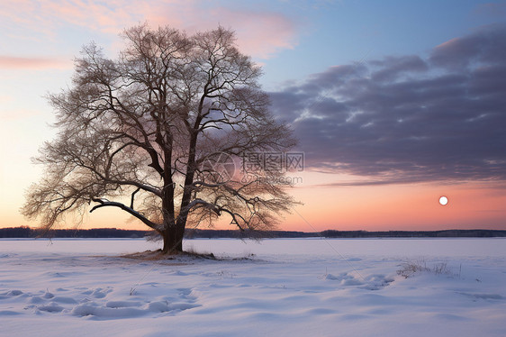 孤立在雪地里的树图片