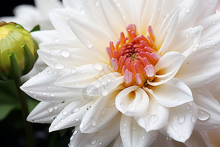一朵洁白纤柔的菊花图片