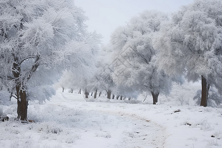 雪路树白雪皑皑中林间的雪路背景