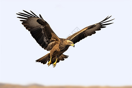 自由翱翔的猛禽背景图片