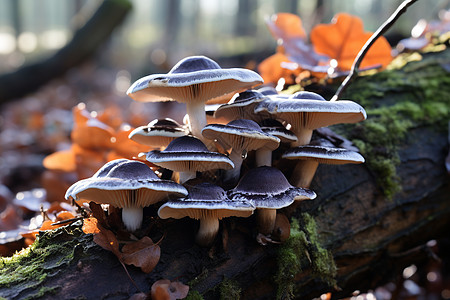 森林树枝上的蘑菇图片