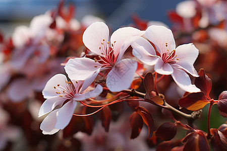 一路繁花一路繁花高清图片