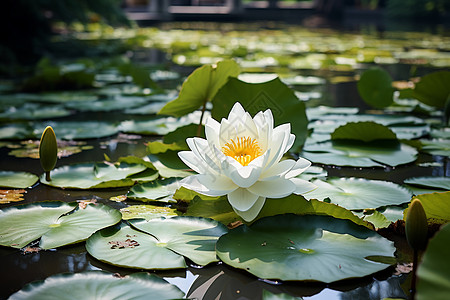 池塘的莲花图片