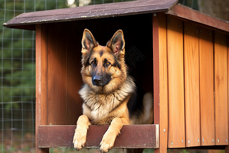 德国牧羊犬图片