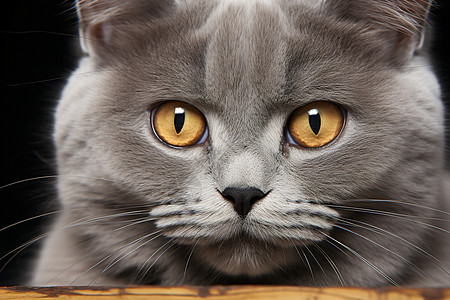 一只黄眼睛的灰色猫图片