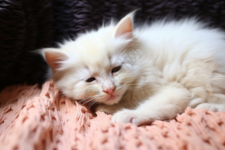小白猫宝宝背景
