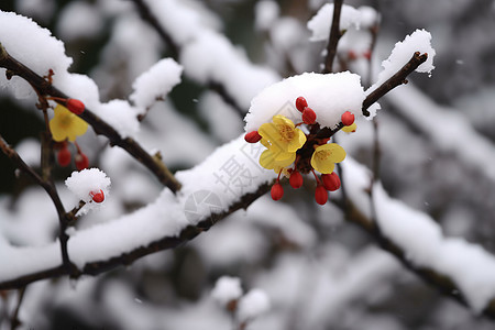 冬日红莓自然拼图图片