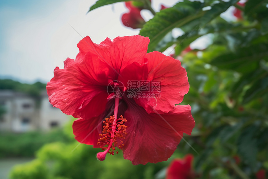 一朵红花背景图片