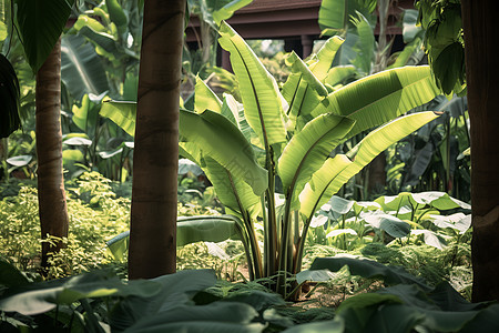 热带植物园图片