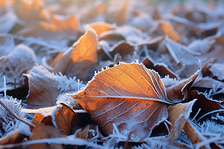 冰霜中的秋天图片