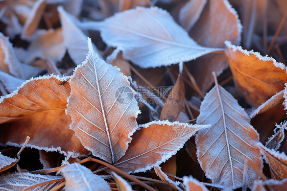 冬日霜降冰冻的枯叶图片