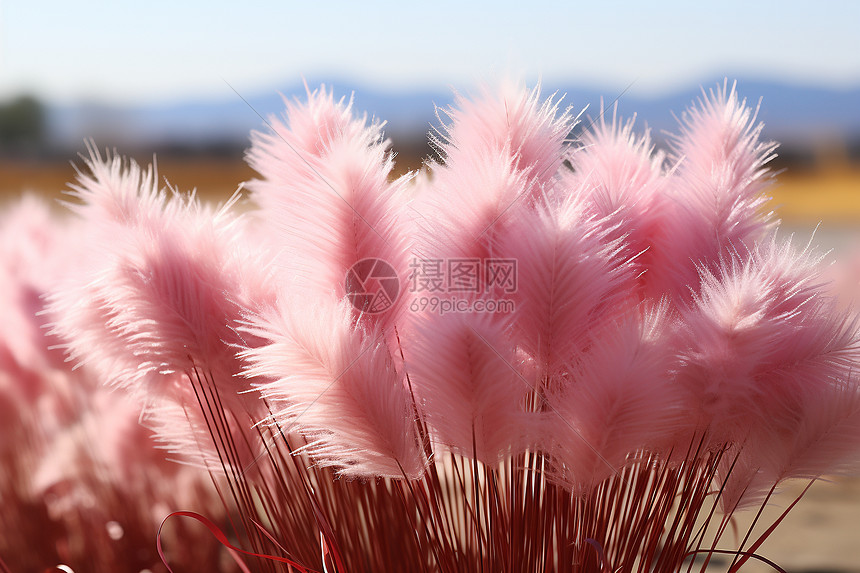梦幻的粉红花穗图片