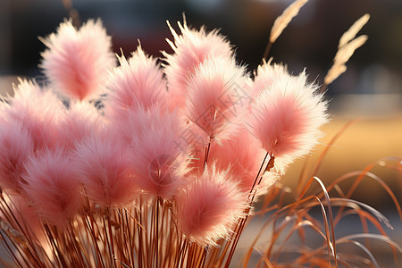 自然美感的粉红花穗图片